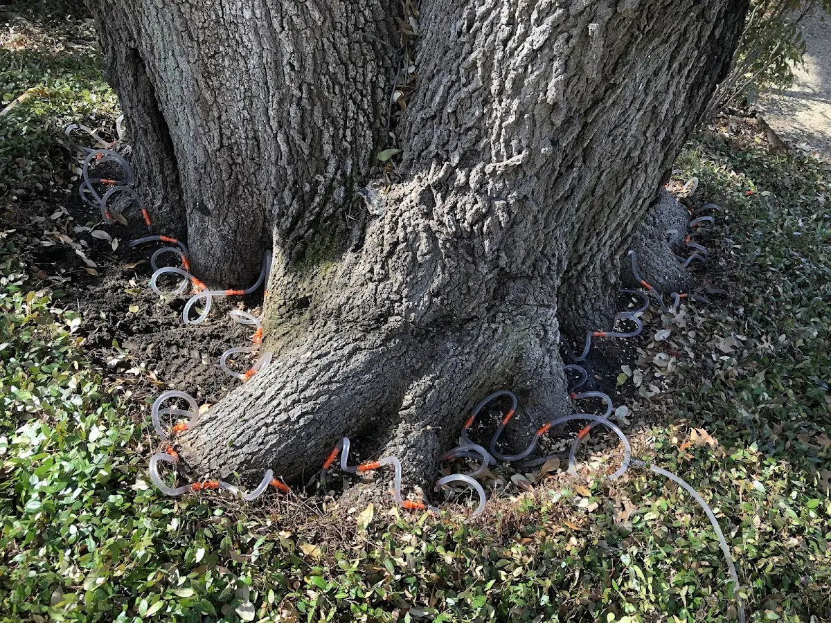 Detailed Tree Cabling and Bracing job site in Durkee